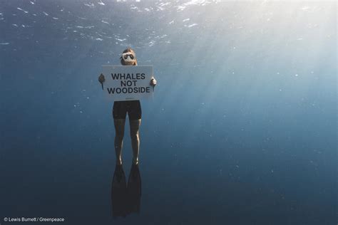 Ten times Greenpeace has fought to protect whales 